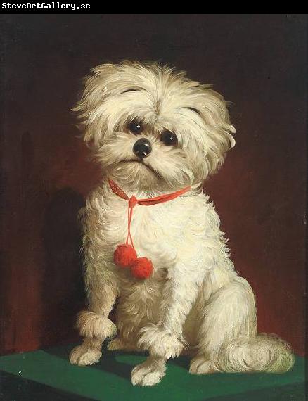 Anonymous Portrait of a Maltese dog